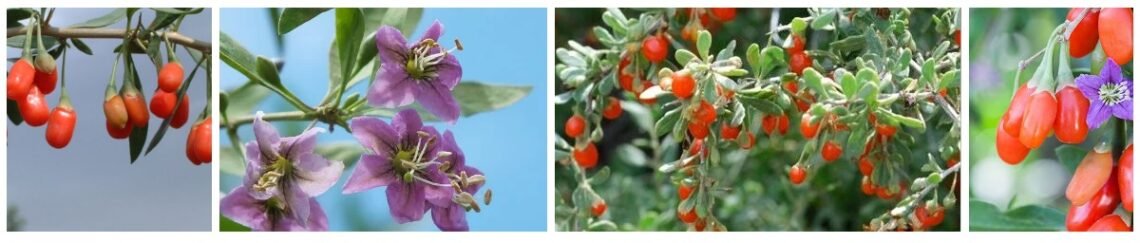 Wolf berries vs goji berries