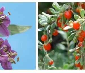 Wolf berries vs goji berries