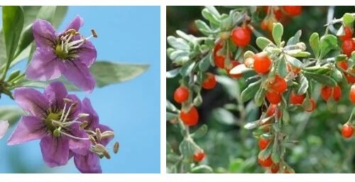 Wolf berries vs goji berries