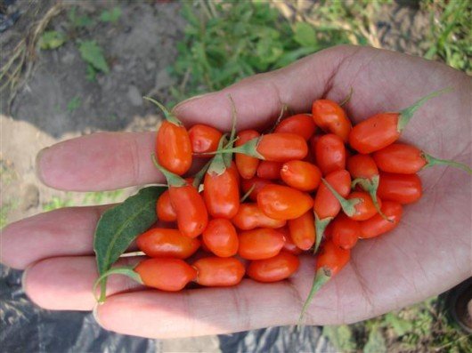 are-goji-berries-toxic